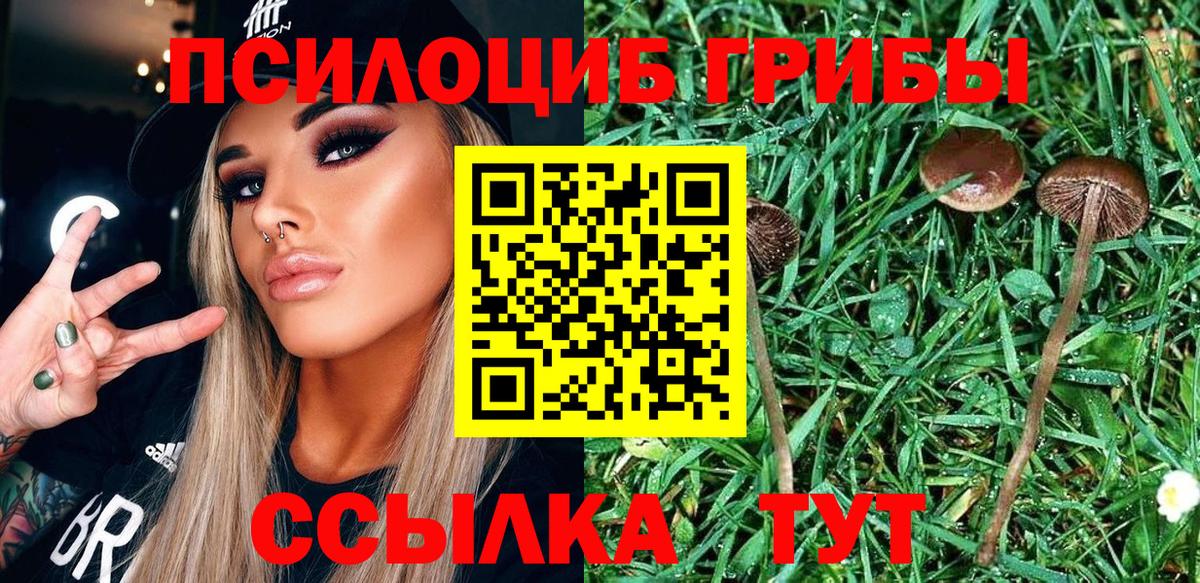Псилоцибиновые грибы Psilocybe Нововоронеж