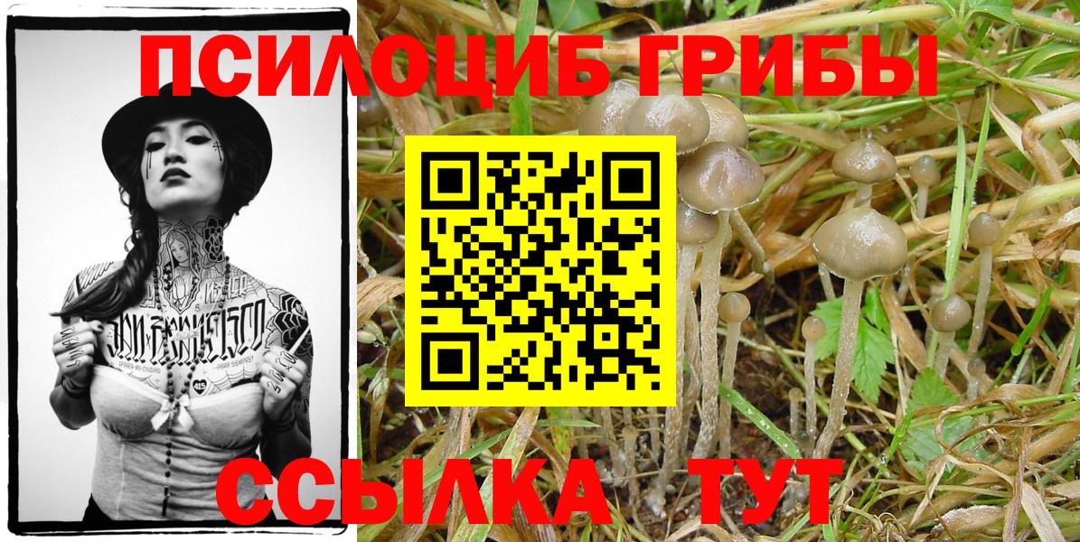 Псилоцибиновые грибы мицелий Нововоронеж